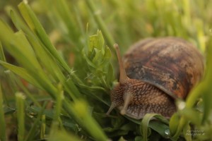 melcus codobelcus